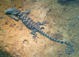 Image of Blue Spotted Tree Monitor