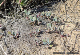 Sivun Cistanthe maritima (Nutt.) Carolin ex M. A. Hershkovitz kuva