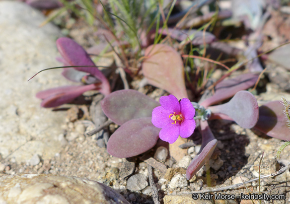 Image of seaside pussypaws