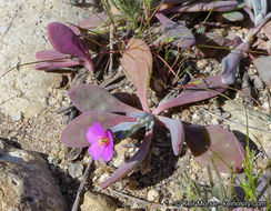 Image of seaside pussypaws