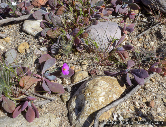 Image of seaside pussypaws