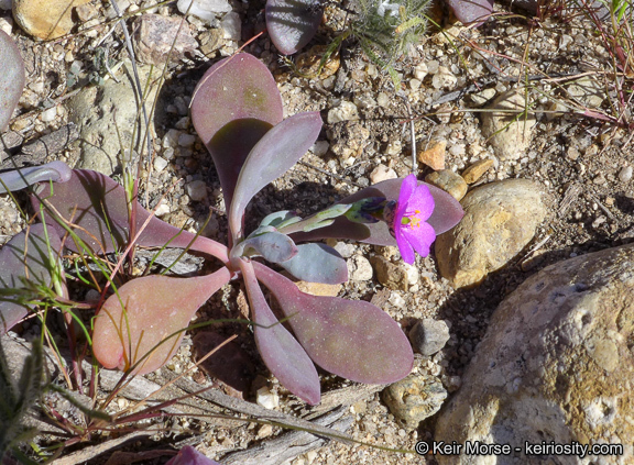 Image of seaside pussypaws