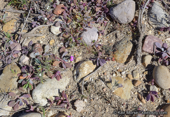 Image of seaside pussypaws