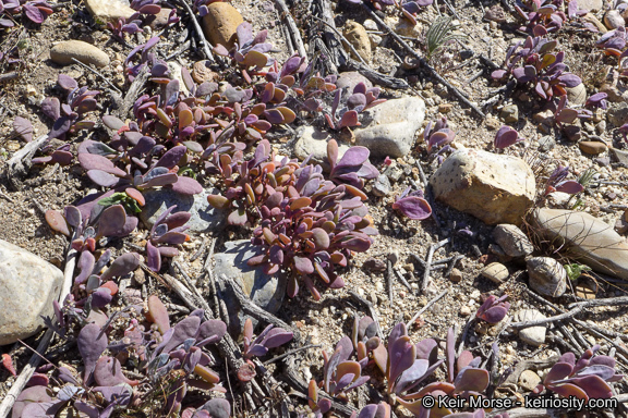 Image of seaside pussypaws