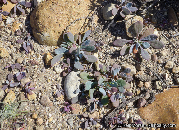 Image of seaside pussypaws