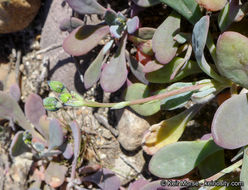 Image of seaside pussypaws