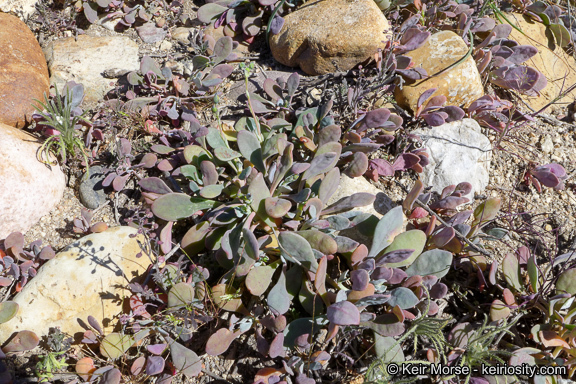 Image of seaside pussypaws