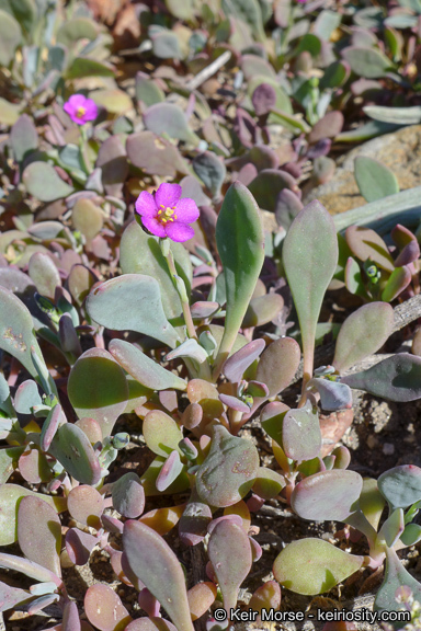 Image of seaside pussypaws