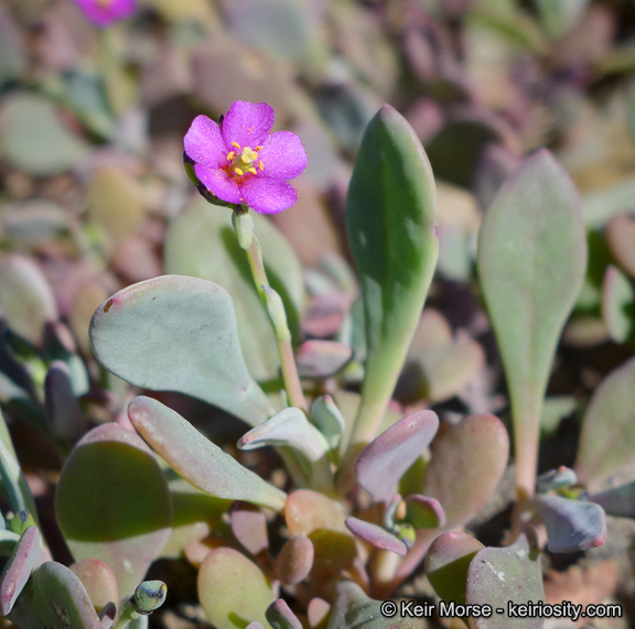 Image of seaside pussypaws