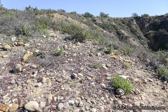 Image of seaside pussypaws