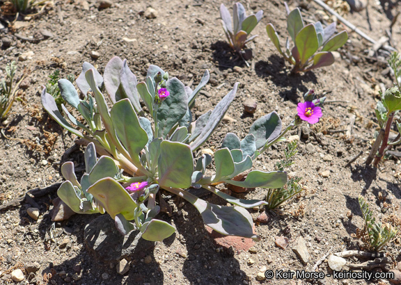 Image of seaside pussypaws