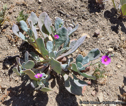 Image of seaside pussypaws