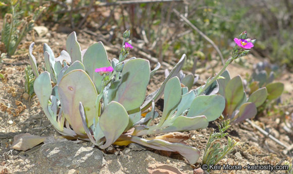 Image of seaside pussypaws