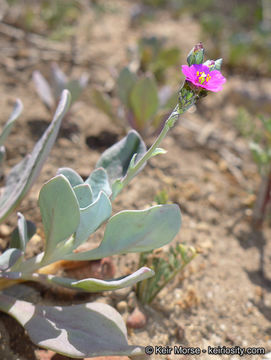 Image of seaside pussypaws