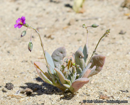 Image of seaside pussypaws