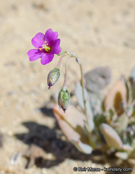 Image of seaside pussypaws