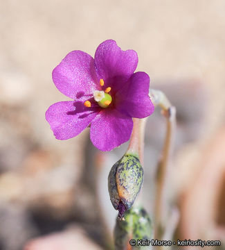 Image of seaside pussypaws