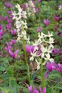 Image of Provence orchid