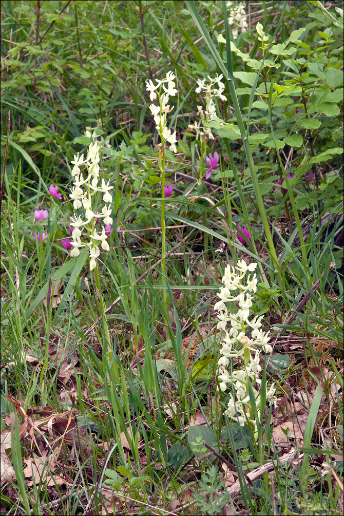 Image of Provence orchid