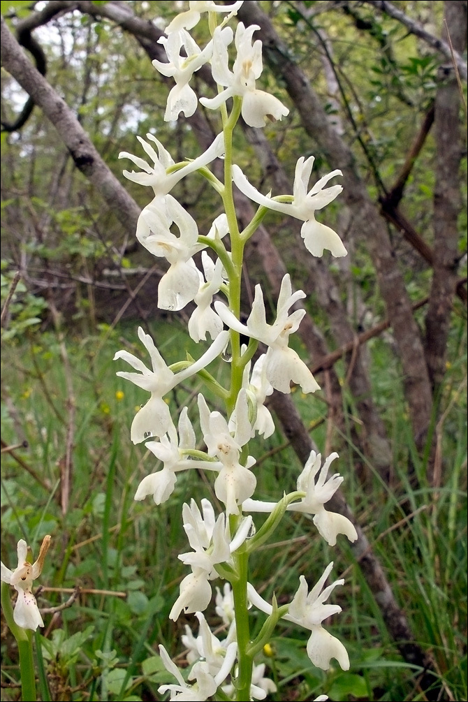 Image of Provence orchid