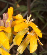 Image of sanddune wallflower