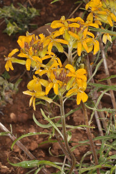 Image of sanddune wallflower