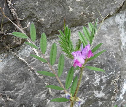 Image of <i>Vicia sativa</i> ssp. <i>segetalis</i>