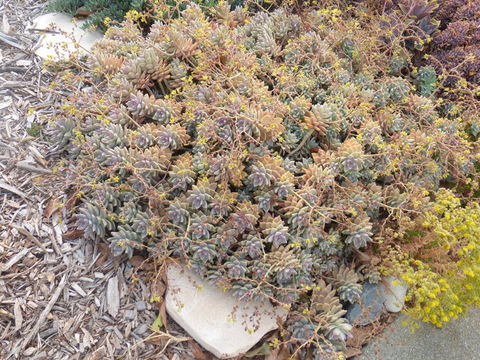 Image of Graptopetalum paraguayense (N. E. Brown) Walther