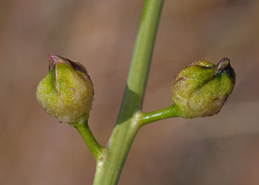 Image of hairy wild cabbage