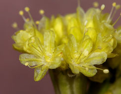 صورة Eriogonum nudum var. westonii (S. Stokes) J. T. Howell