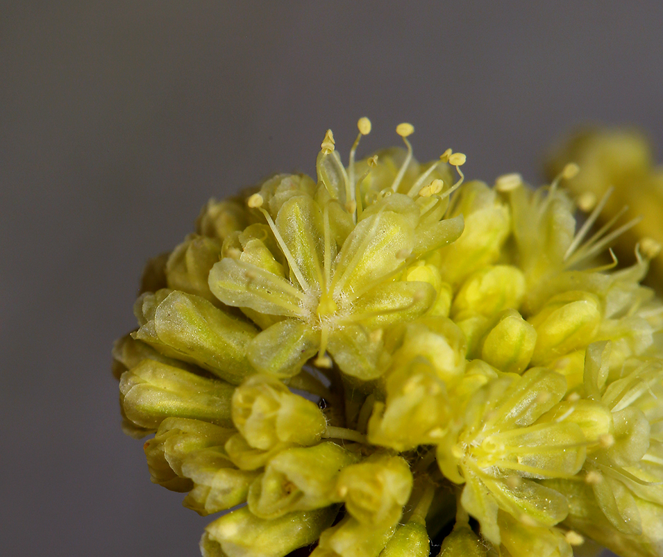 Imagem de Eriogonum nudum var. westonii (S. Stokes) J. T. Howell