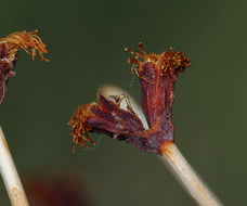 صورة Eriogonum nudum var. westonii (S. Stokes) J. T. Howell