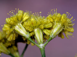 صورة Eriogonum nudum var. westonii (S. Stokes) J. T. Howell