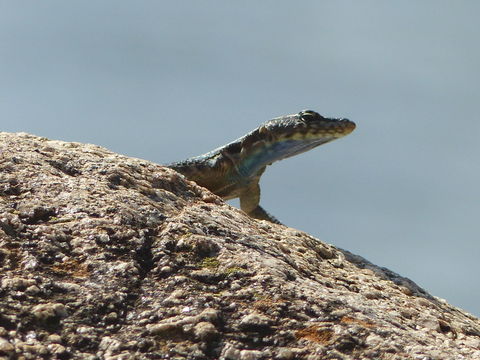 Image of Common Flat Lizard