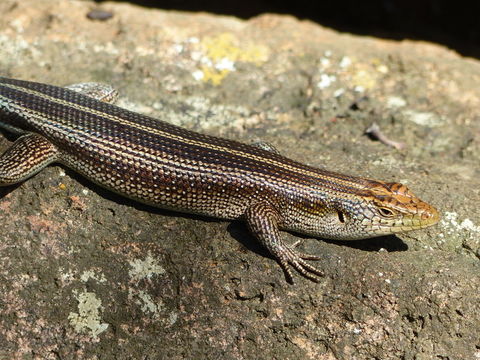 Image of Five-lined Skink