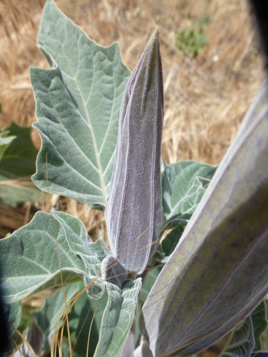 Imagem de Datura wrightii Hort. ex Regel