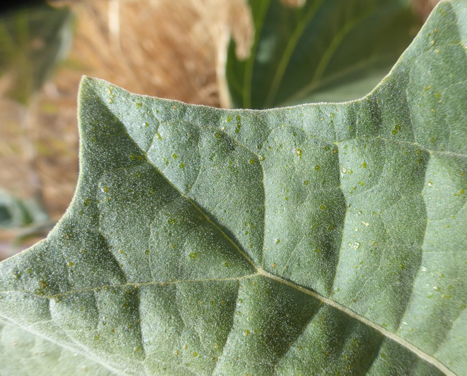 Imagem de Datura wrightii Hort. ex Regel