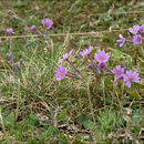 Image of Primula halleri J. F. Gmelin