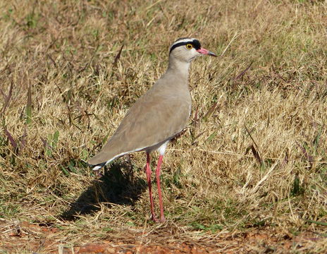 صورة Vanellus coronatus (Boddaert 1783)