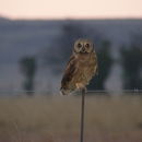 Image of Marsh Owl