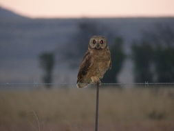 Image of Marsh Owl