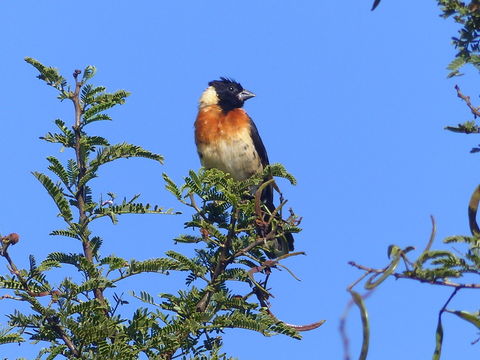 Image of Eastern Paradise-whydah