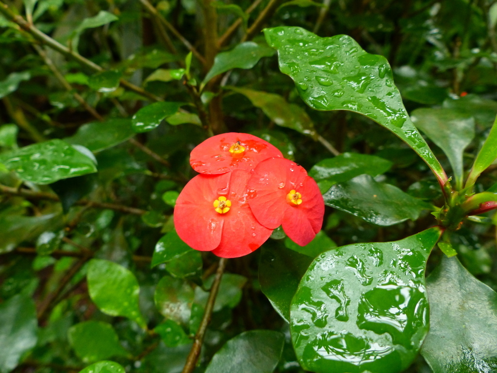 Image of Euphorbia geroldii Rauh