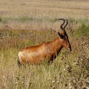 Image of Alcelaphus caama (É. Geoffroy Saint-Hilaire 1803)