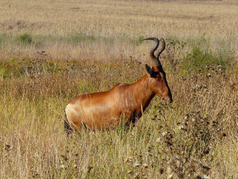 Image of Alcelaphus caama (É. Geoffroy Saint-Hilaire 1803)