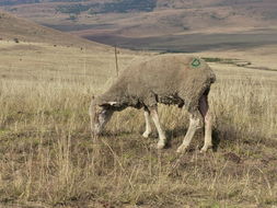 Image of Domestic Sheep