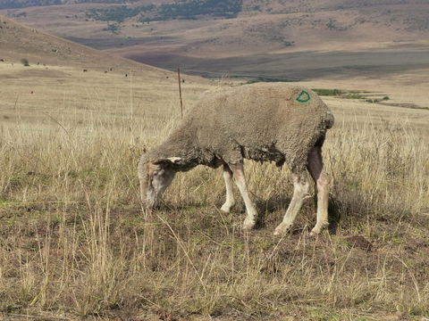 Plancia ëd Ovis aries Linnaeus 1758