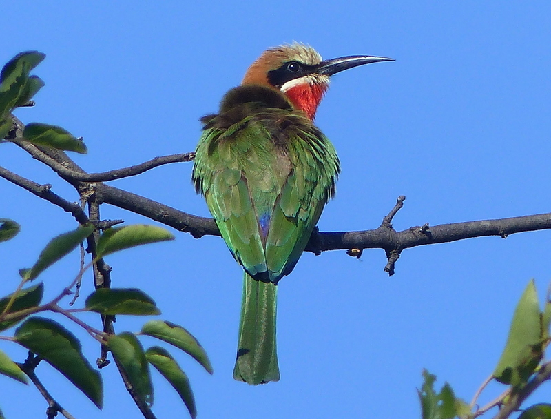 Image of White-fronted Bee-eater