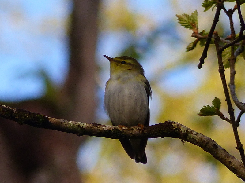 Image of Wood Warbler