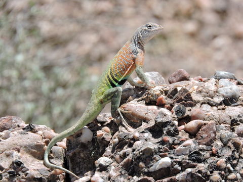 Image de Cophosaurus texanus Troschel 1852